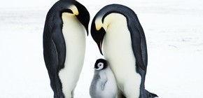 imagen-109 El pingüino emperador y el lobo fino antártico enfrentan un crítico riesgo debido al cambio climático