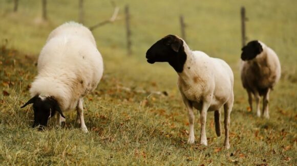 Brotes de scrapie clásico en ovinos importados confirma SENASA