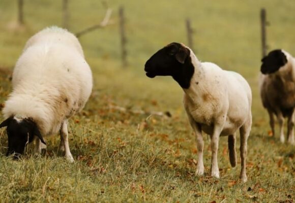 Brotes de scrapie clásico en ovinos importados confirma SENASA