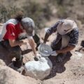 Importante descubrimiento paleontológico en Río Negro: identifican un cocodrilo terrestre de hace 85 millones de años