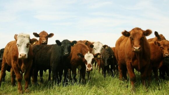 El mercado de hacienda busca un nuevo equilibrio en los precios