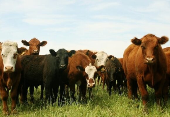 El mercado de hacienda busca un nuevo equilibrio en los precios