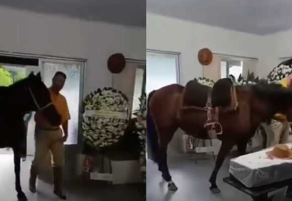 Desgarrador homenaje: una yegua asiste al funeral de su dueño y su reacción conmueve a todos