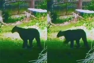 Aumenta la preocupación entre los vecinos de un country en Escobar por la presencia de un puma