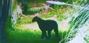 Preocupación en Escobar tras el avistamiento de un puma cerca de un barrio privado