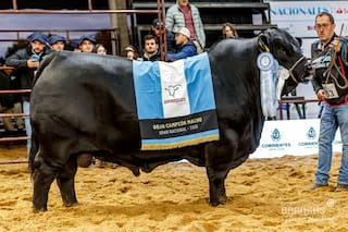 imagen-181 Brangus refuerza su enfoque en la genética de cara a las Nacionales 2026