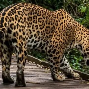 Un yaguareté filmado de cerca por primera vez en los Esteros del Iberá