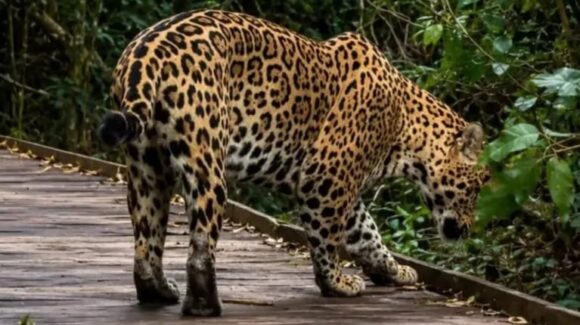 imagen-186 Un yaguareté filmado de cerca por primera vez en los Esteros del Iberá