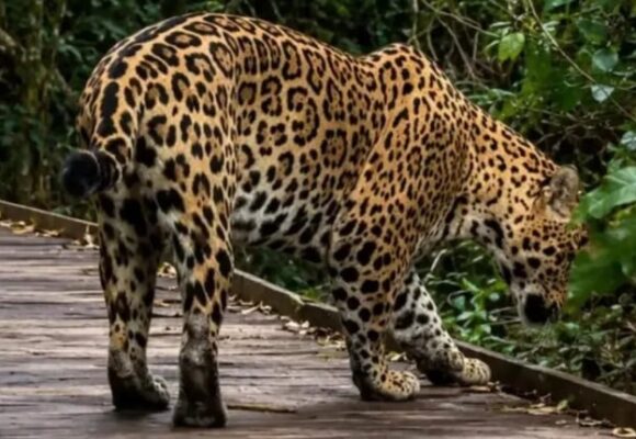 imagen-186 Un yaguareté filmado de cerca por primera vez en los Esteros del Iberá
