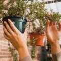 Transforma tu patio y balcón con un bajo presupuesto y plantas de temporada