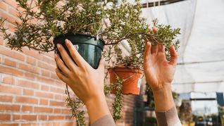 imagen-412 Transforma tu patio y balcón con un bajo presupuesto y plantas de temporada