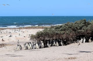 imagen-448 Nuevo estudio revela hallazgos importantes sobre los pingüinos de Magallanes en Argentina