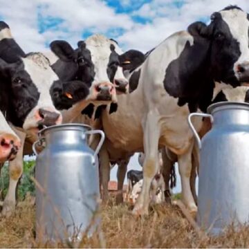 La lechería argentina enfrenta un proceso de concentración y disminución de tambos