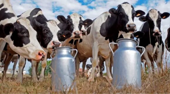 La lechería argentina enfrenta un proceso de concentración y disminución de tambos
