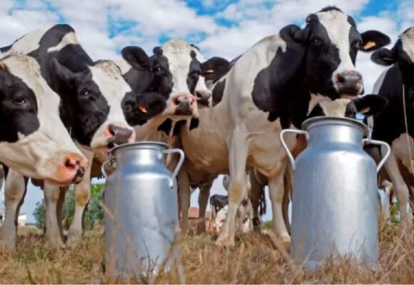 La lechería argentina enfrenta un proceso de concentración y disminución de tambos