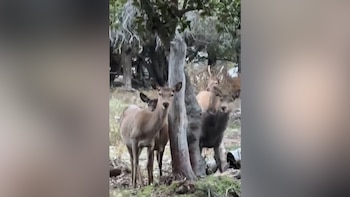 imagen-180 Inusual avistamiento de ciervos en Bariloche sorprende a una familia