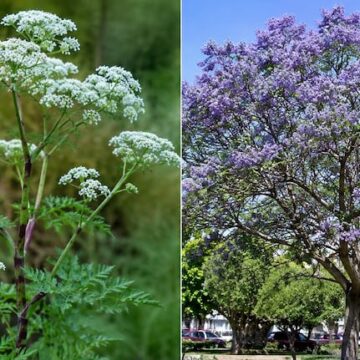 imagen-423 Dos plantas peligrosas que pueden habitar tu jardín: hermosas pero venenosas