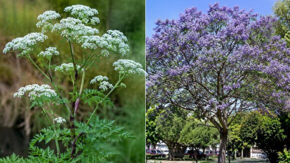 Dos plantas peligrosas que pueden habitar tu jardín: hermosas pero venenosas