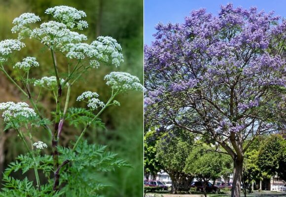 Dos plantas peligrosas que pueden habitar tu jardín: hermosas pero venenosas