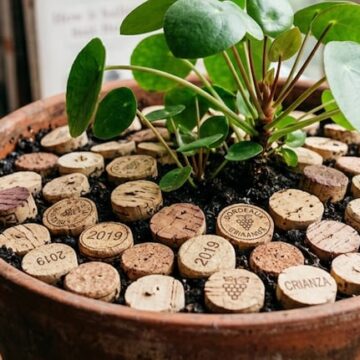 imagen-113 Beneficios de utilizar corchos en la tierra de las plantas