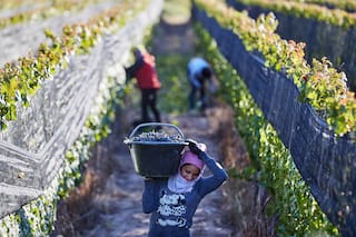 imagen-120 Crisis en el sector vitivinícola: productores de Mendoza enfrentan pérdidas severas