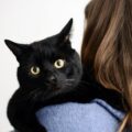 Veterinarios afirman que los gatos negros son cariñosos y a veces tímidos