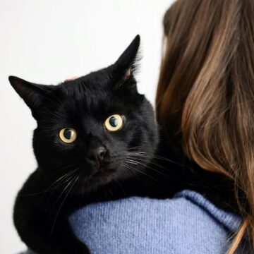 imagen-173 Veterinarios afirman que los gatos negros son cariñosos y a veces tímidos