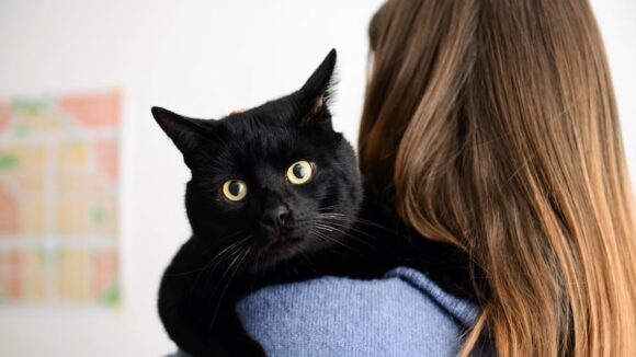 imagen-173 Veterinarios afirman que los gatos negros son cariñosos y a veces tímidos