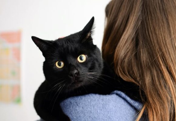 imagen-173 Veterinarios afirman que los gatos negros son cariñosos y a veces tímidos