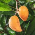 La «fruta dorada» que sorprende con sabor a dulce de leche
