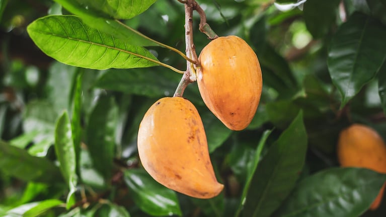 imagen-84 La «fruta dorada» que sorprende con sabor a dulce de leche