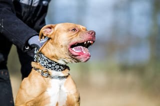 imagen-113 La cruel estafa tras la tragedia del niño agredido por un pitbull