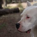 Niño de dos años gravemente herido tras ser atacado por un perro en Córdoba