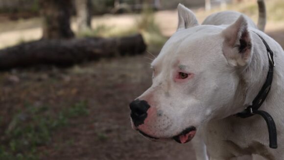imagen-141 Niño de dos años gravemente herido tras ser atacado por un perro en Córdoba