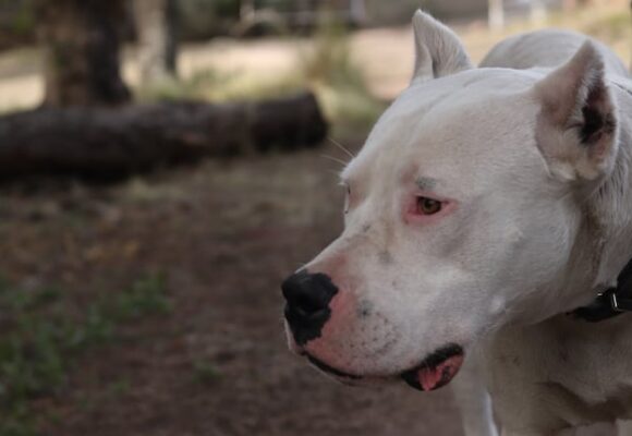 imagen-141 Niño de dos años gravemente herido tras ser atacado por un perro en Córdoba