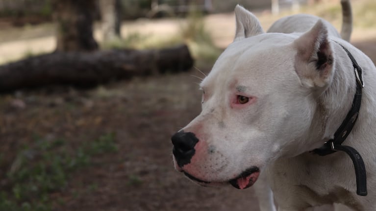imagen-141 Niño de dos años gravemente herido tras ser atacado por un perro en Córdoba