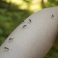 El médico José Torres aclara el mito del mosquito y la «sangre dulce»