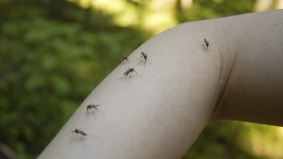imagen-249 El médico José Torres aclara el mito del mosquito y la «sangre dulce»