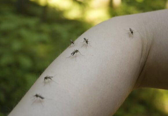 imagen-249 El médico José Torres aclara el mito del mosquito y la «sangre dulce»