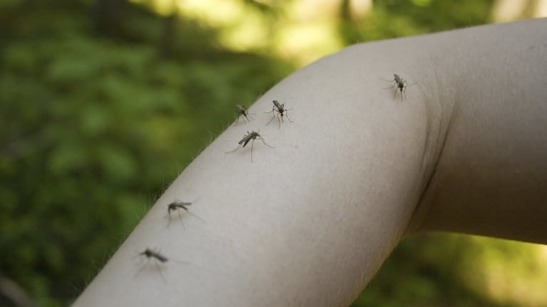imagen-249 El médico José Torres aclara el mito del mosquito y la «sangre dulce»