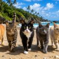 Desastre ambiental en la Isla Marion: un experimento fallido con gatos