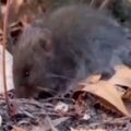 Francia reporta un caso importado de hantavirus Andes en turista franco-argentino