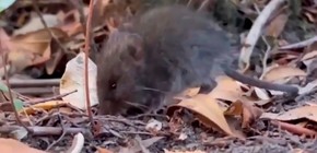 imagen-80 Francia reporta un caso importado de hantavirus Andes en turista franco-argentino