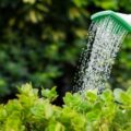 La receta secreta de jardineros que promueve un crecimiento saludable de las plantas