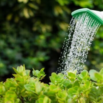 La receta secreta de jardineros que promueve un crecimiento saludable de las plantas