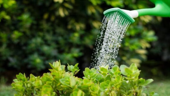 imagen-191 La receta secreta de jardineros que promueve un crecimiento saludable de las plantas