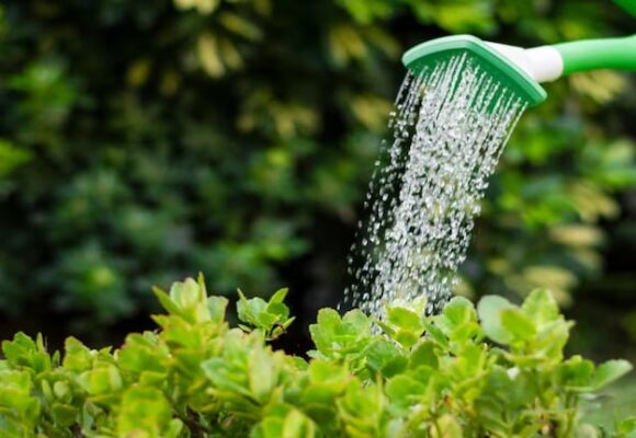 imagen-191 La receta secreta de jardineros que promueve un crecimiento saludable de las plantas