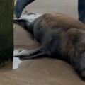 Lobo marino pierde la vida tras ser herido de un disparo en Santa Teresita