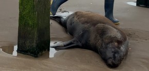 imagen-20 Lobo marino pierde la vida tras ser herido de un disparo en Santa Teresita