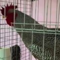 Un gallo de lujo: venta supera los $3 millones en Bolívar